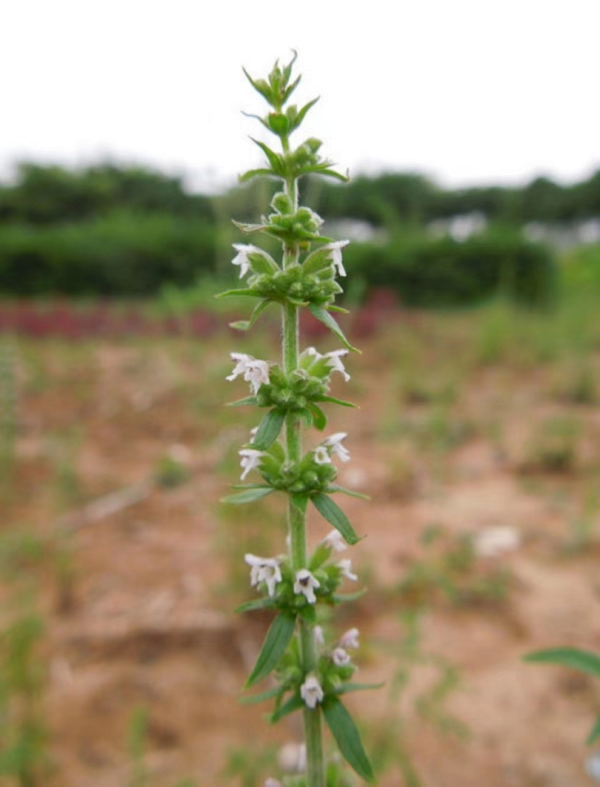 1694569839130235.png 微信图片_.png